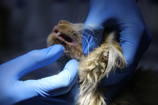 bir il diken ustunde kedide aids tespit edildi 19216482 4660 m