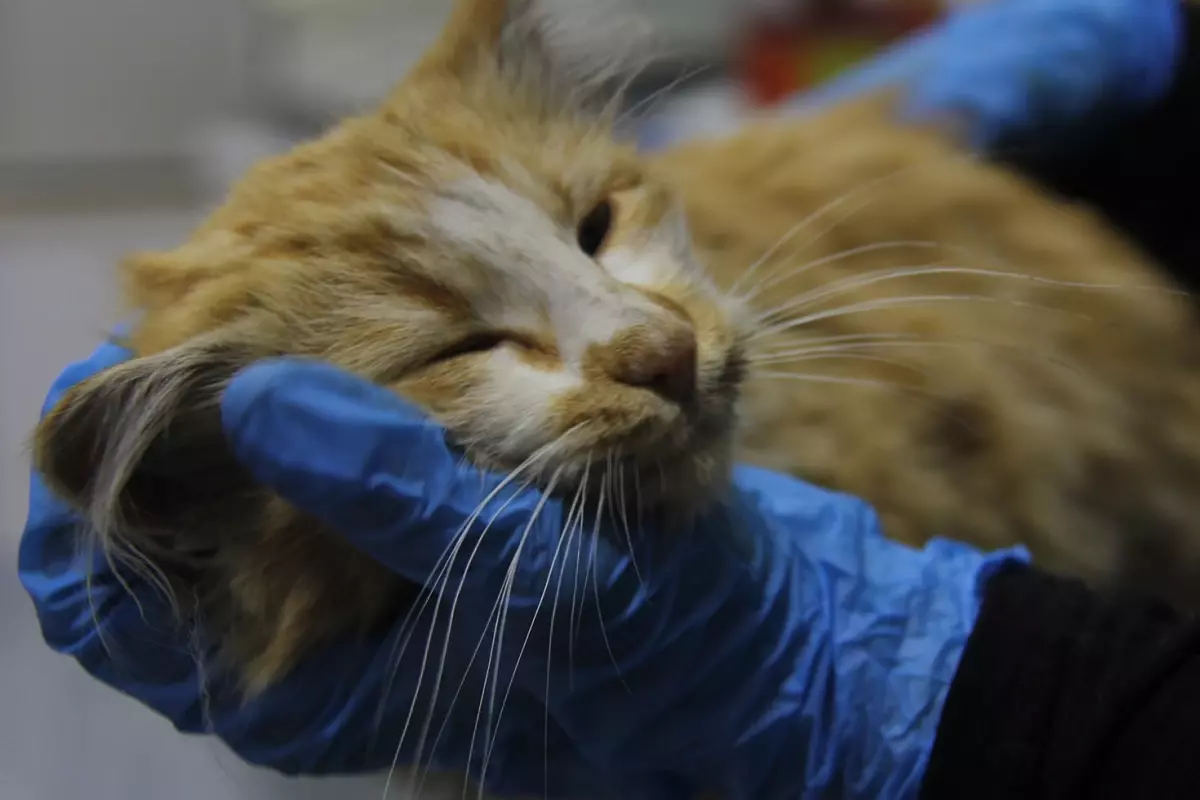 Bir il diken üstünde! Kedide AIDS tespit edildi
