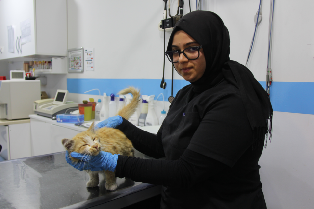 bir il diken ustunde kedide aids tespit edildi 19216482 7602 m