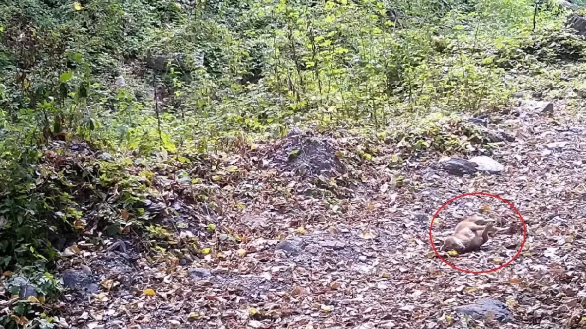 Bursa Ormanlarında Sonbahar Halısında Yuvarlanan Çakal