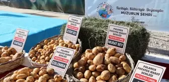 Darende'de Yerli Patates Tohum Şenliği Düzenlendi