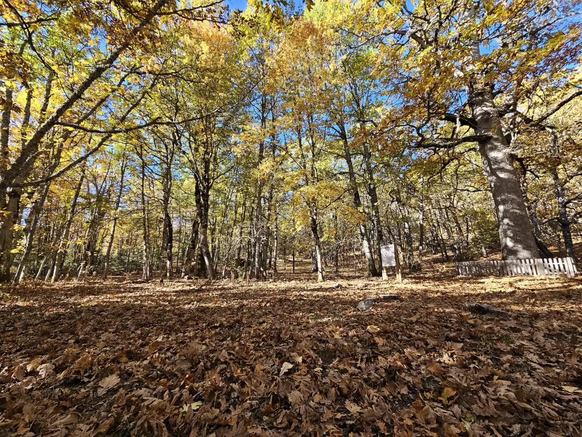 Eğirdir'deki Endemik Kasnak Meşesi Ormanı Sonbahar Renkleriyle Göz Dolduruyor