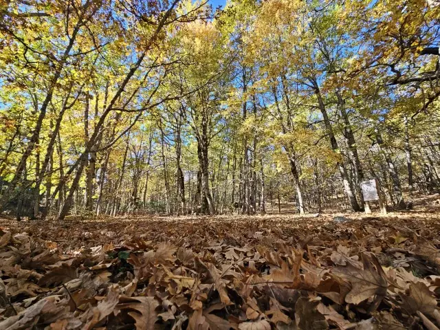 dunyadaki tek kasnak mesesi ormanina izinsiz 3 19216346 o