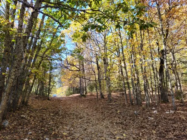 dunyadaki tek kasnak mesesi ormanina izinsiz 4 19216346 o