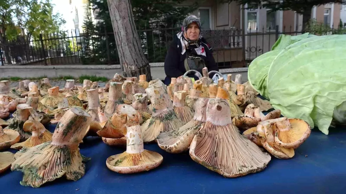 Tavşanlı'daki Semt Pazarlarında Melki Mantarı Rüzgarı