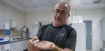 Türk akademisyenler, mürekkep balığından cilt onarıcı ve koruyucu güneş kremi üretti