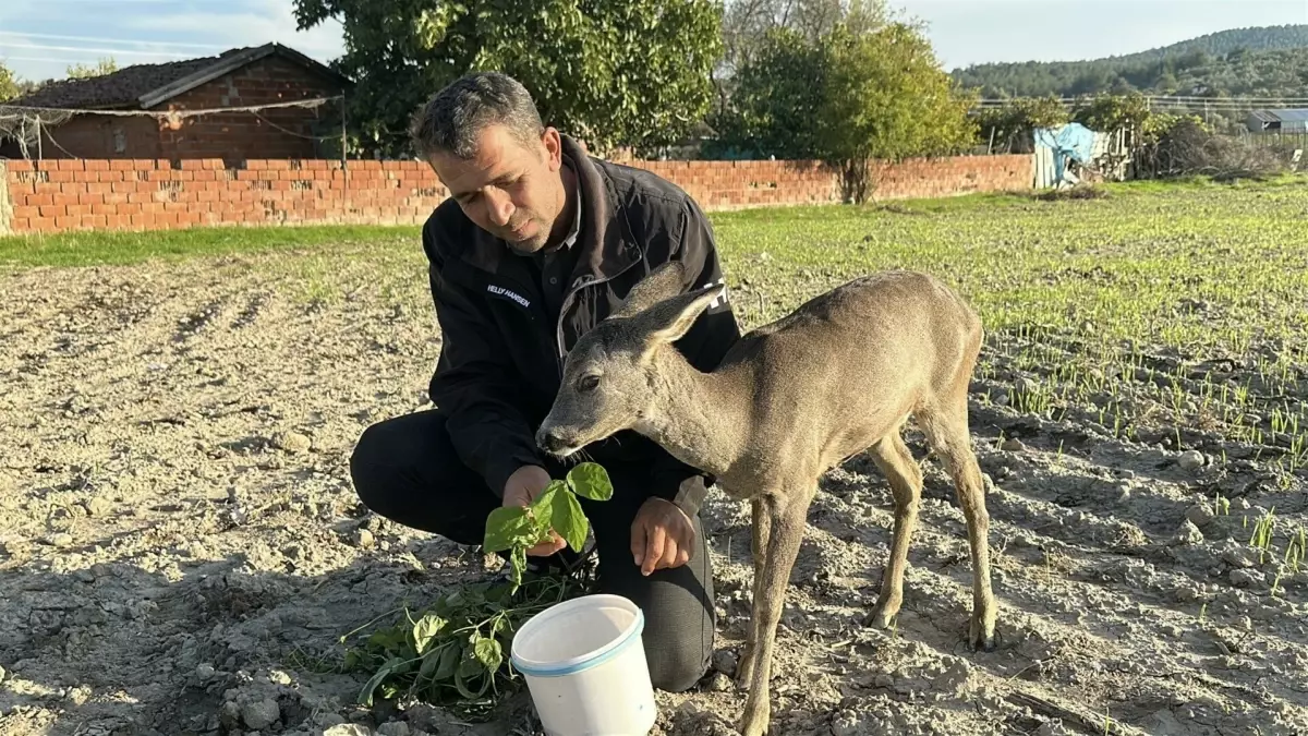 Muhtar, Yavru Karacayı Ailesinin Bir Parçası Gibi Besliyor
