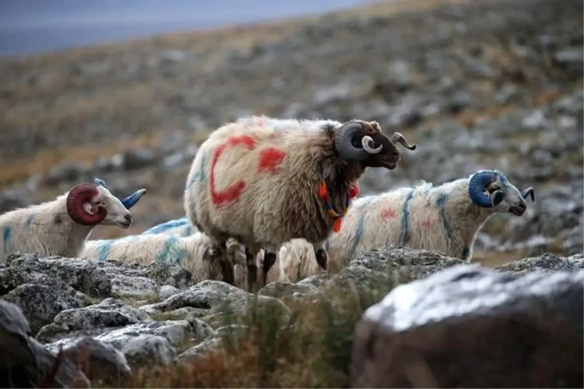 Arpaçay'da Koç Katım Geleneği Renkli Görüntülere Sahne Oldu