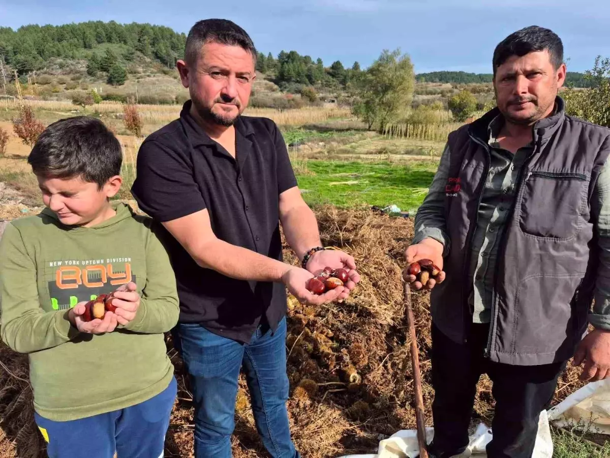 Denizli'de Alandız Kestanesi Hasadı Başladı