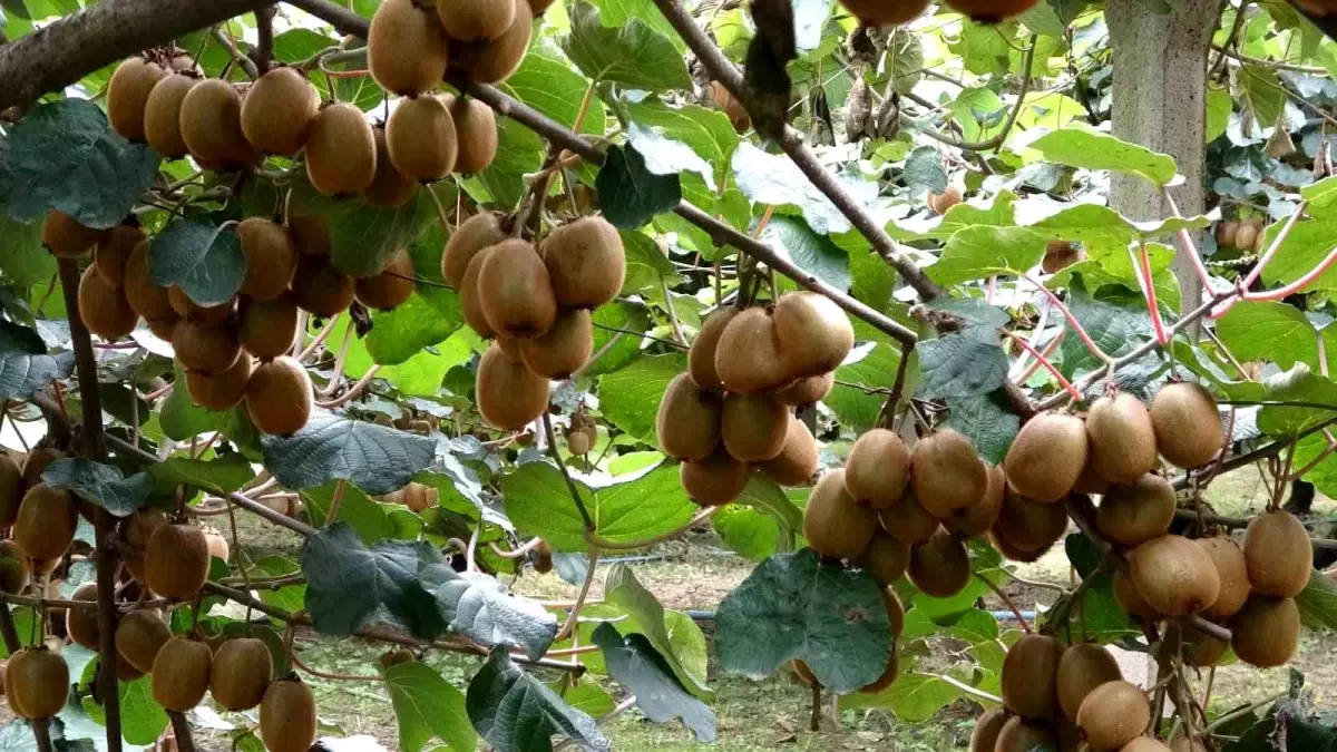 Çarşamba'da Kivi Hasadı Başladı: Üreticiden Memnuniyet