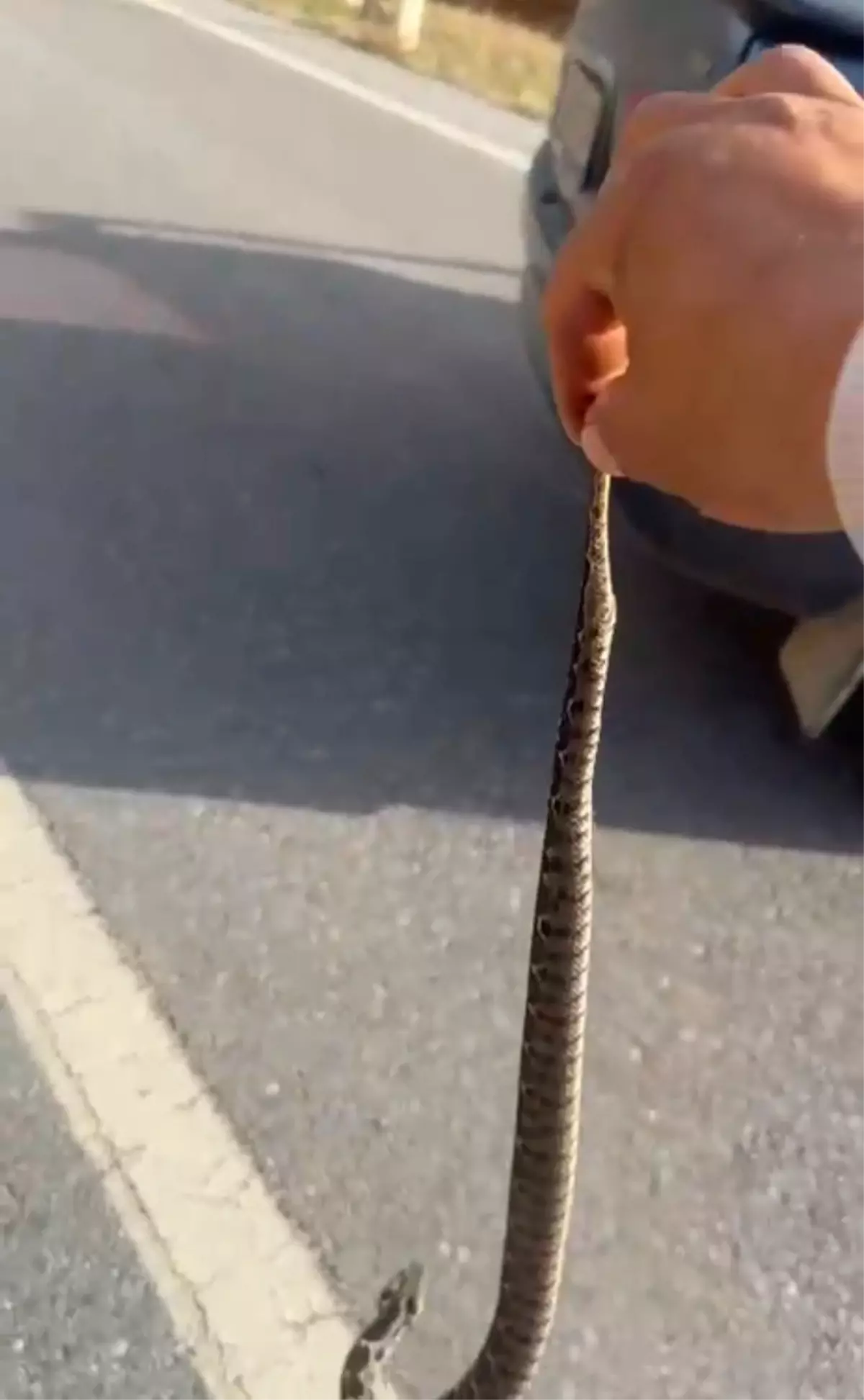 Zehirli Yılanı Ellerimle Yakalamak İsteyen Adamın Hikayesi