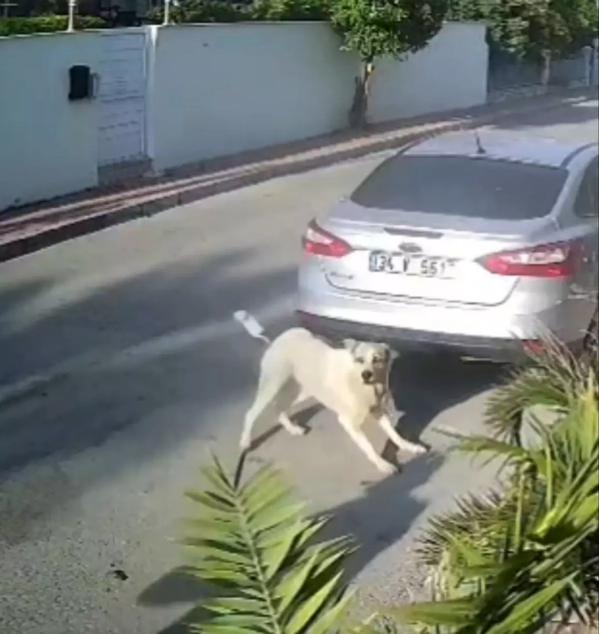 Antalya'da Köpeği Öldüren Emekli Polis Yargılanıyor