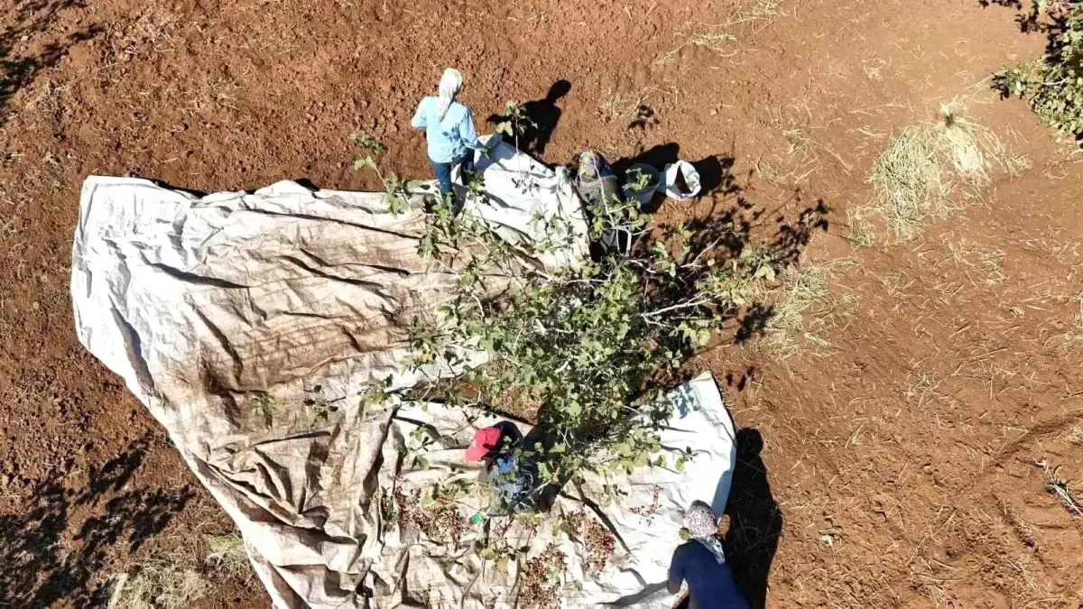 İdil'de Fıstık Hasadı Umut Aşıladı