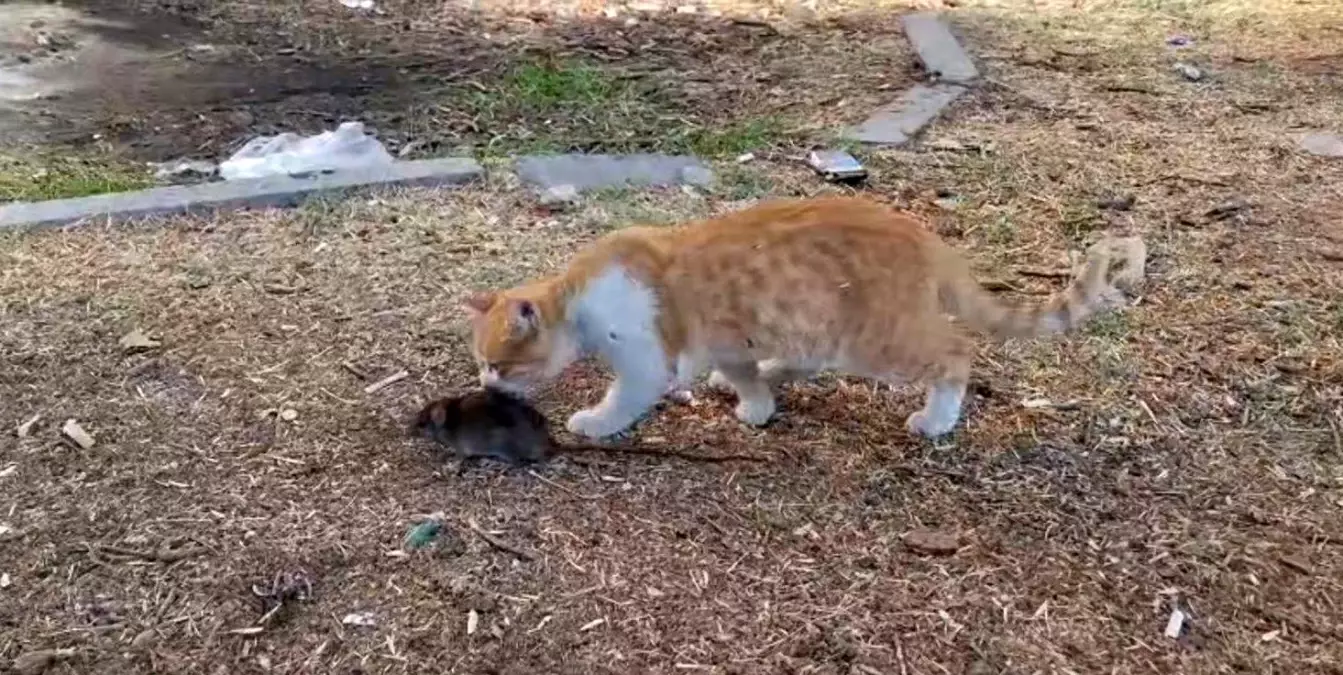 Kedi ile Fare Dost Oldu: Şanlıurfa'da İlginç Anlar