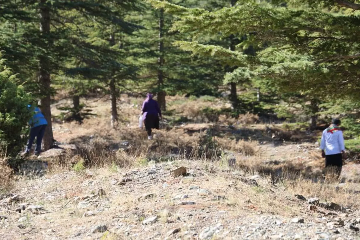 Kilosu etle yarışıyor! Japonların gözdesi 'beyaz altın'da hasat başladı