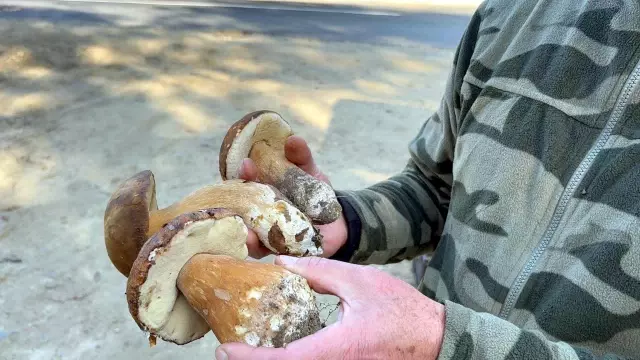 Saatlerce gezip 3 adet bulabiliyorlar! Kiloyla değil gramla satılıyor 4 kuraklik nedeniyle istranca ormanlari nda man 4 19220355 o