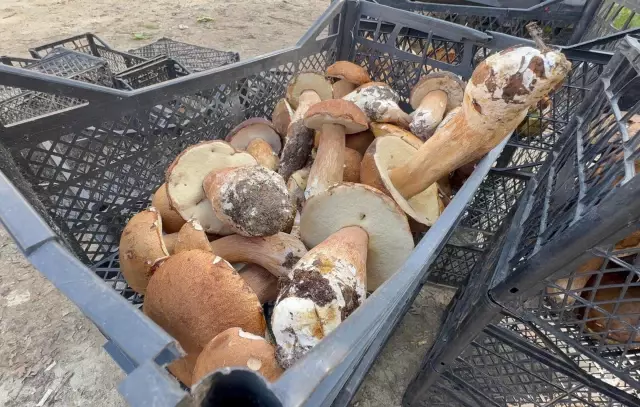 Saatlerce gezip 3 adet bulabiliyorlar! Kiloyla değil gramla satılıyor 3 kuraklik nedeniyle istranca ormanlari nda man 6 19220355 o