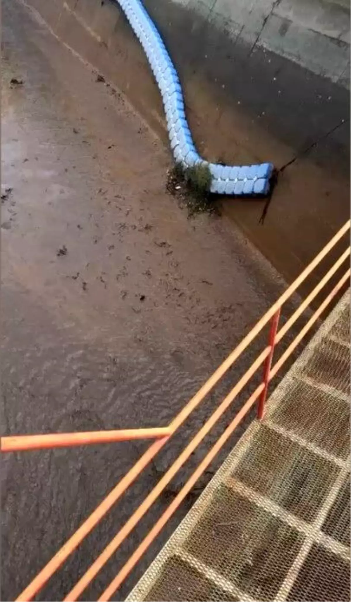 Osmaniye'de Baraj Kapakları Açılınca Yüzlerce Balık Telef Oldu