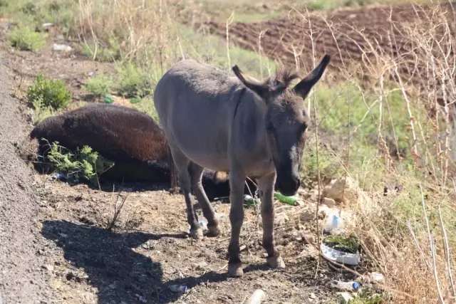 yurek yakan anlar saatlerce annesinin basinda 19220234 8647 o
