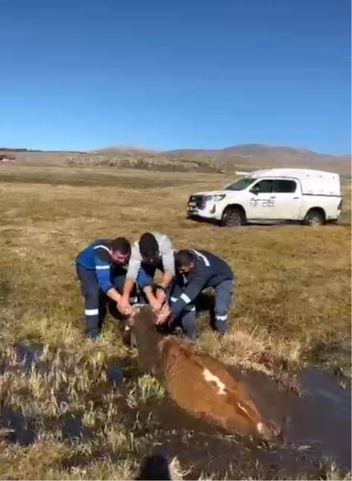 Ardahan'da Bataklığa Saplanan İnek Kurtarıldı