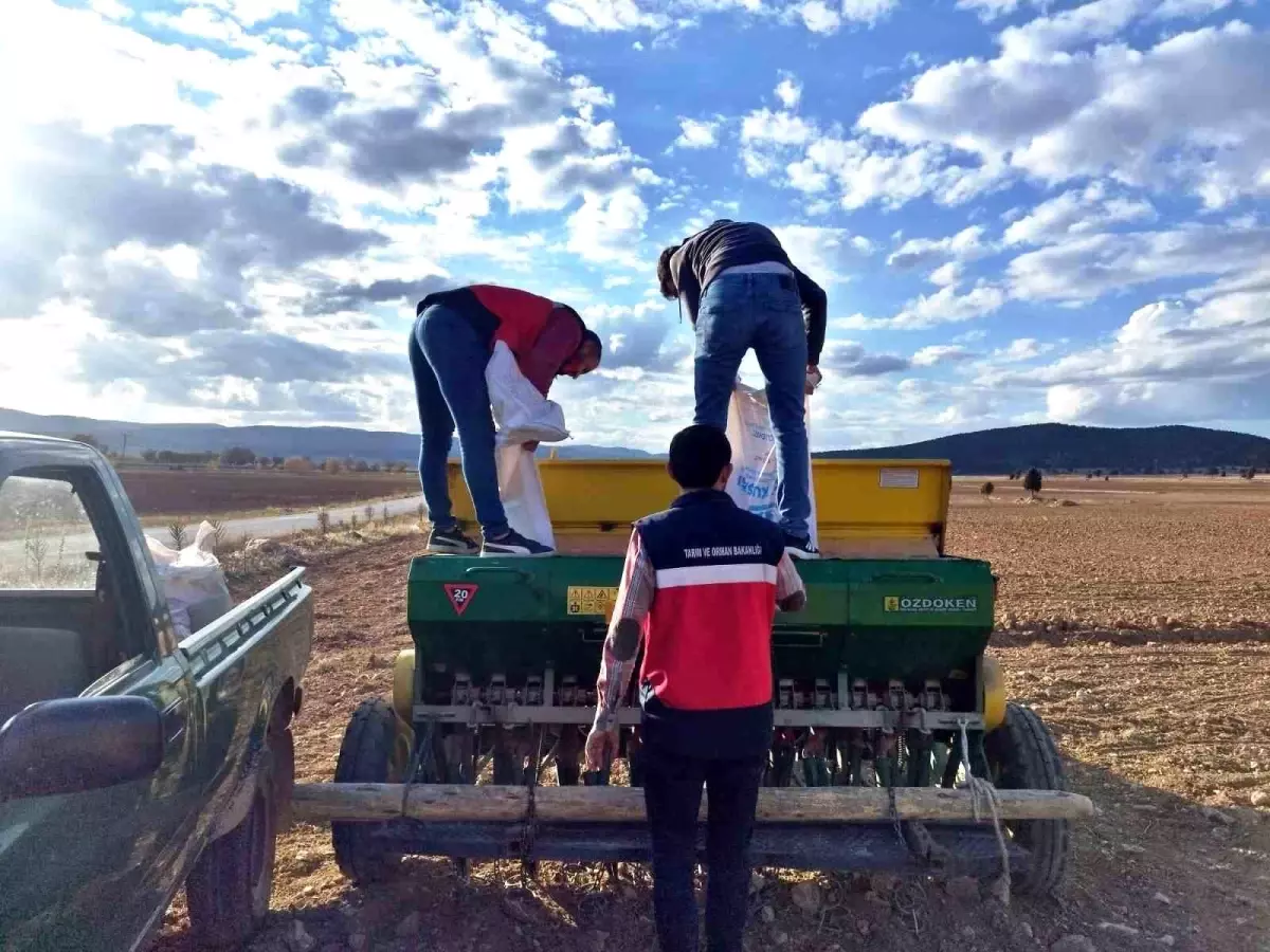 Çavdarhisar'da Tohum Dağıtımı ve Ekim Çalışmaları Başladı