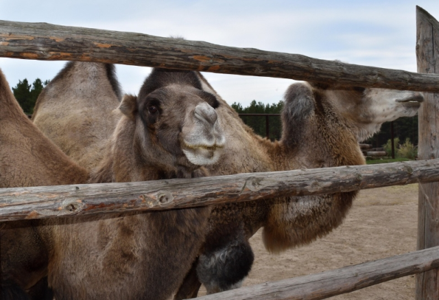 Deve eti kaç TL? Deve eti ucuz mu, pahalı mı?