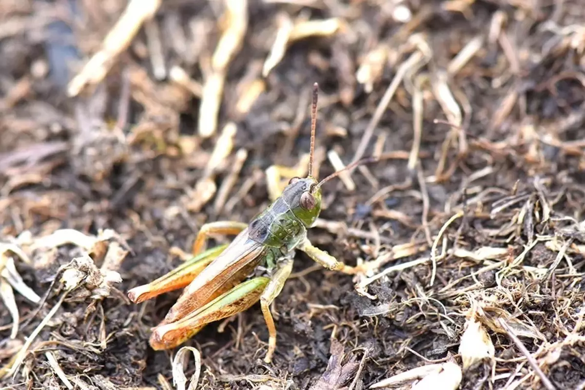 Karadeniz'de yeni bir çekirge türü keşfetti