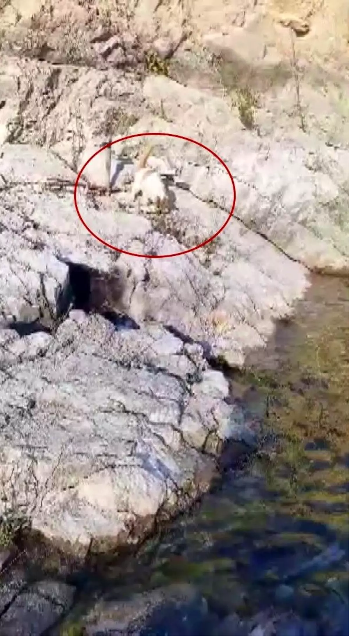 Arapgir'de Amatör Balıkçıdan Kedili Paylaşım