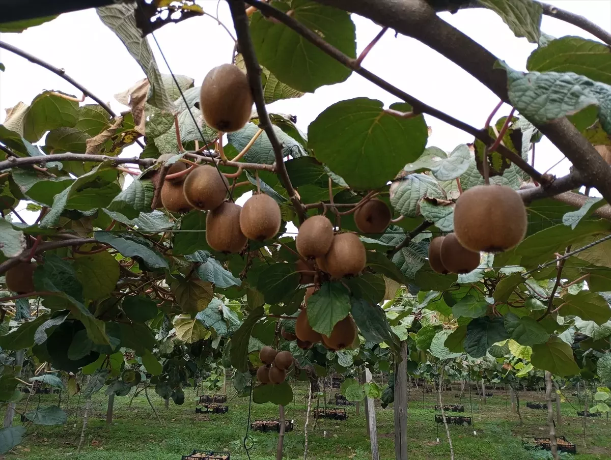 Samsun'da Kivi Hasat Şenliği Düzenlendi