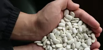 Erzincan’da Işıl 24 ve Dermason Kuru Fasulyeleri Tescillendi