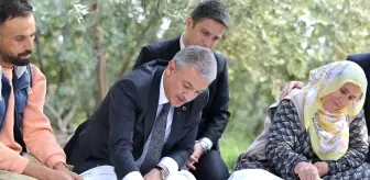 Vali Tuncay Akkoyun, Derik ilçesinde zeytin hasadına katıldı