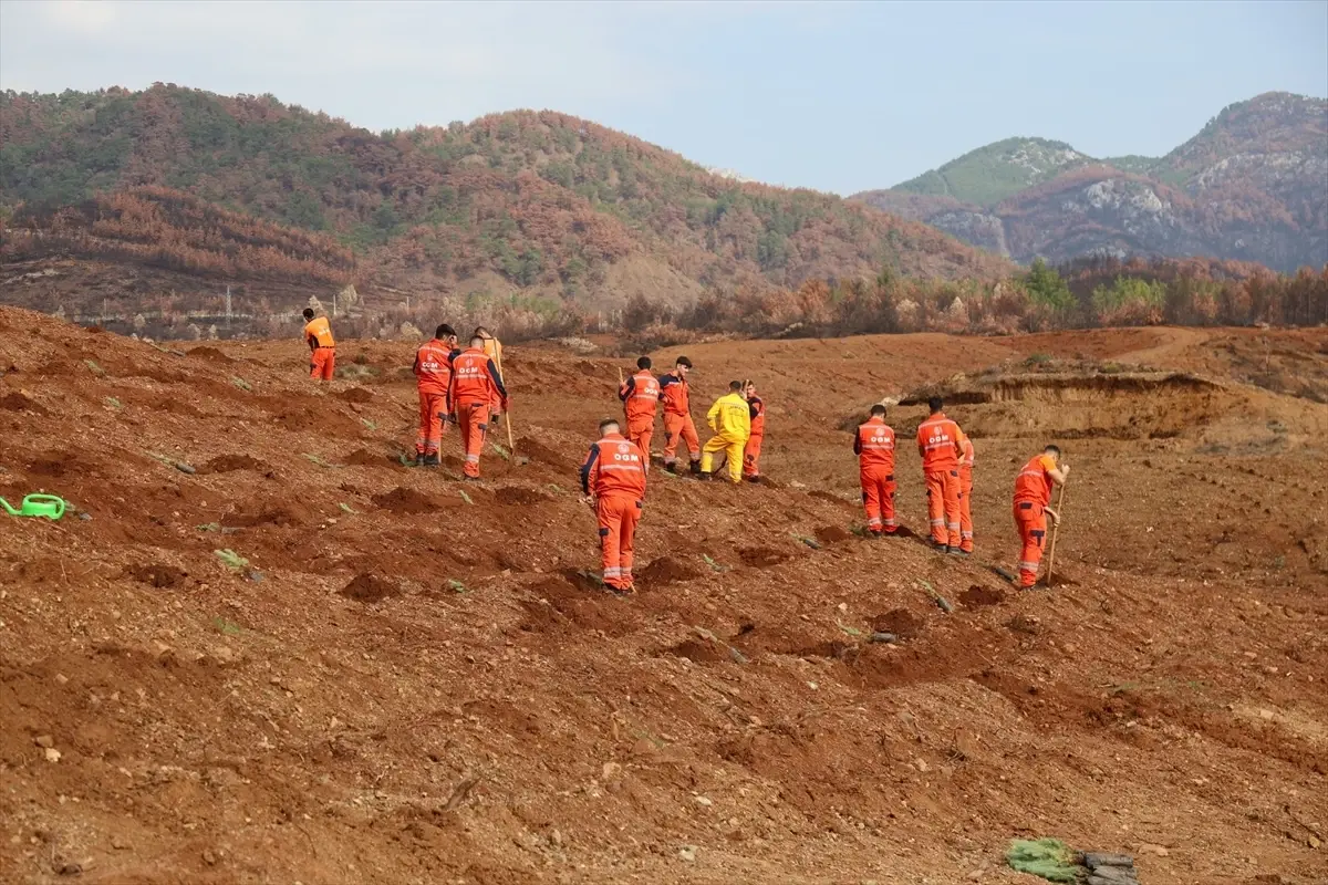 Muğla'da 11 Kasım Milli Ağaçlandırma Günü Etkinliği