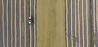 Samsun'da Çeltik Hasadı Sona Yaklaşıyor