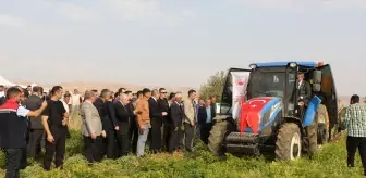 Şırnak'ta Yer Fıstığı Hasat Şenliği Düzenlendi