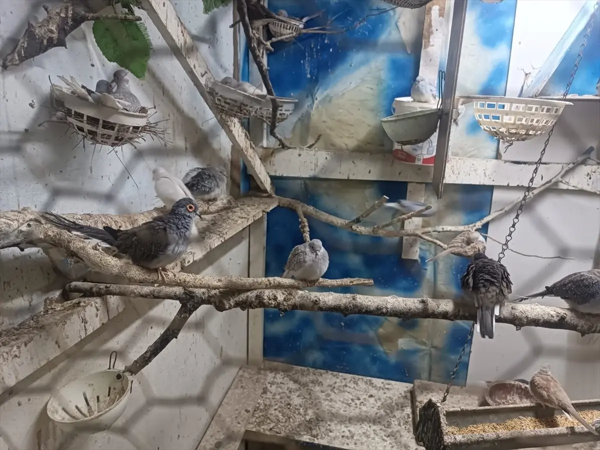 Tekirdağ'da Yasa Dışı Papağan ve Kumru Yakalandı