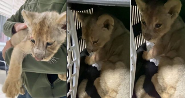 Tuzla'da ele geçirilen yavru aslan olayı nedir? Tuzla'da ele geçirilen yavru aslan olayı nedir?
