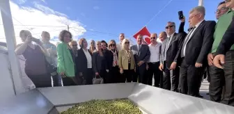 Milas'ta 11. Uluslararası Zeytin Hasat Şenliği Düzenlendi