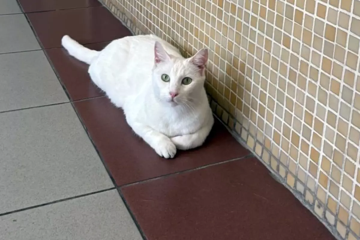 Bakırköy Cumhuriyet Başsavcılığı'ndan tartışma yaratacak "kedi" kararı