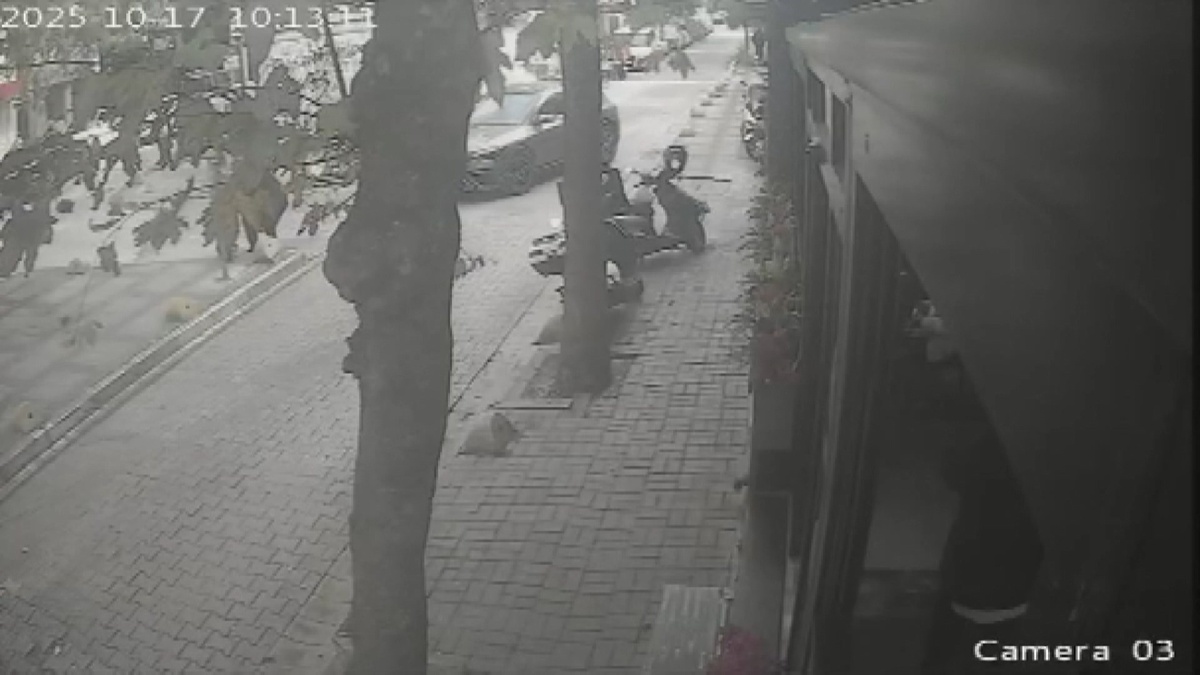 Kedileri Besleyen İş İnsanı Darbedildi