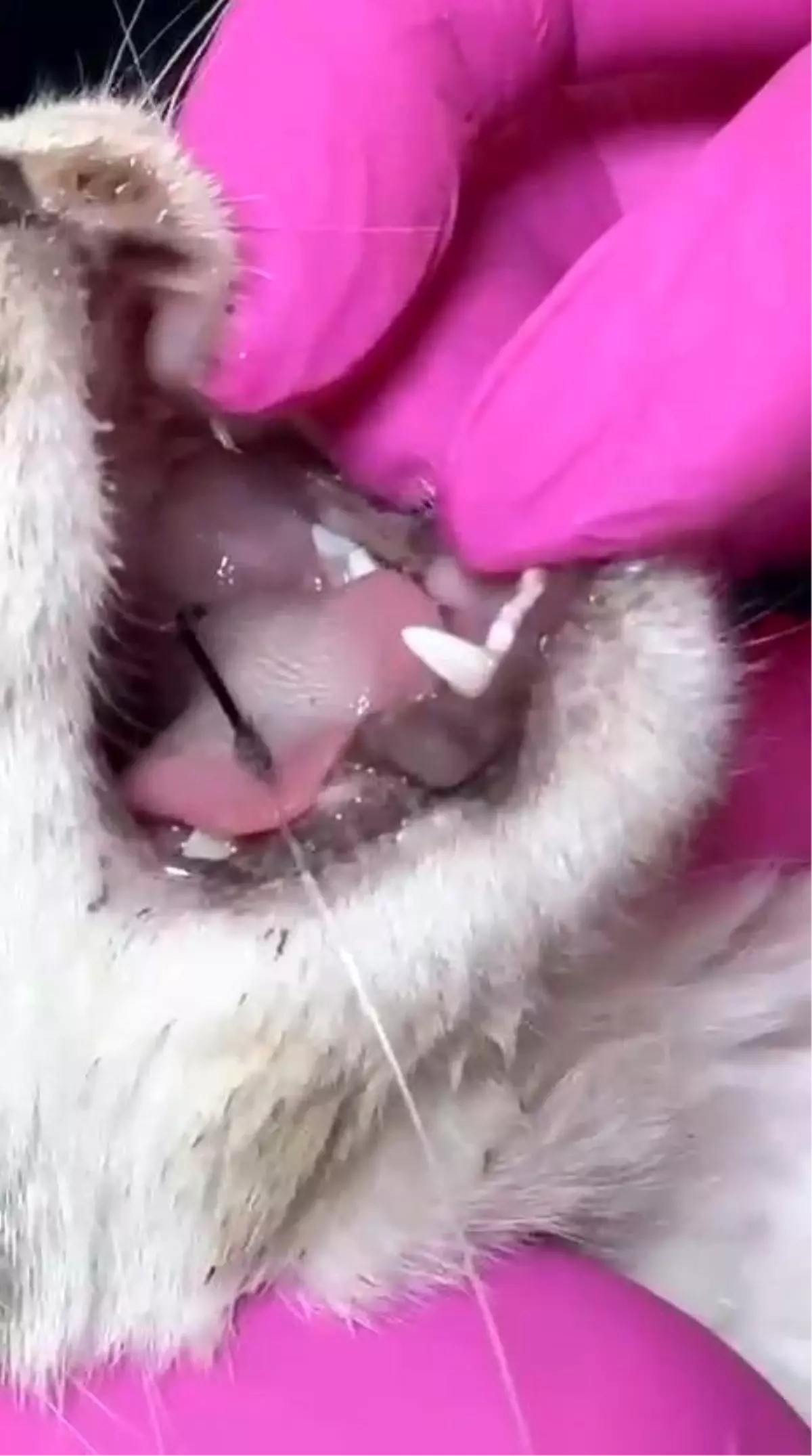 Çanakkale'de Kedinin Yardım Çığlığı