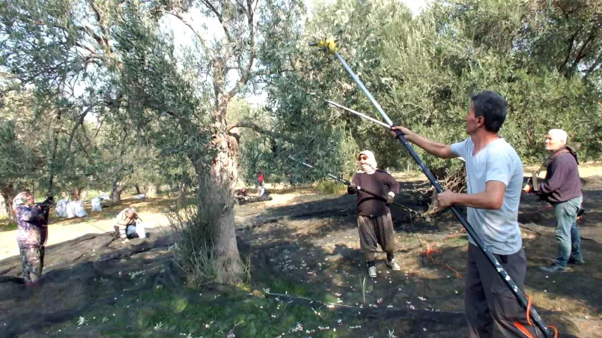 Balıkesir'de Zeytin Hasadında Makine Kullanımı Artıyor