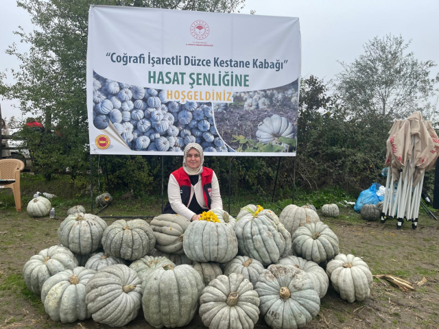 Chestnut Pumpkin Harvest Has Started in Düzce: Over 10 Thousand Tons Expected