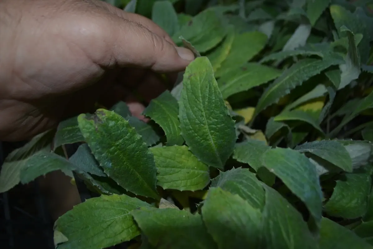 Gömeç'te 50 Bin Enginar Fidesi Dağıtıldı