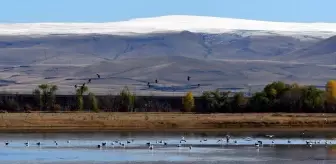 Kars'ta Göçmen Kuşlar Sulak Alanlarda Besleniyor