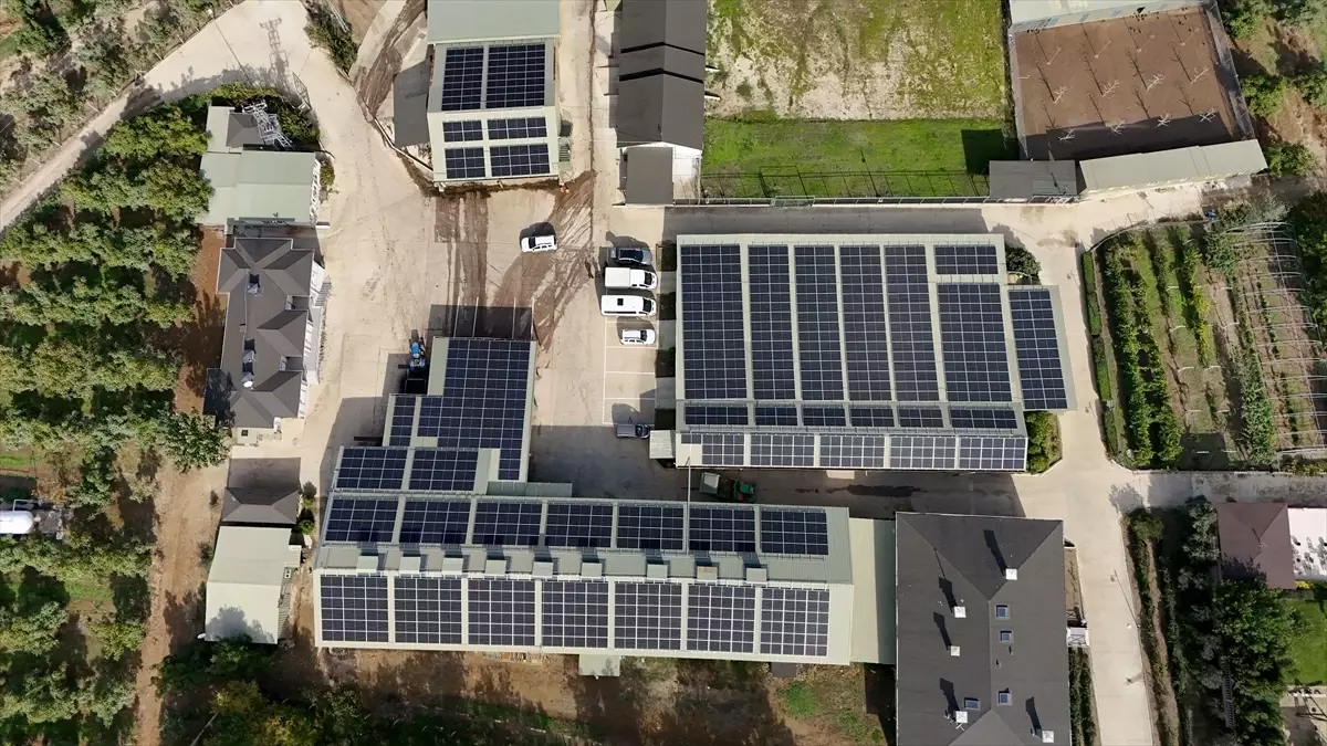 Kırklareli'de Güneş Enerjisi ile Ceviz Üretimi Artıyor