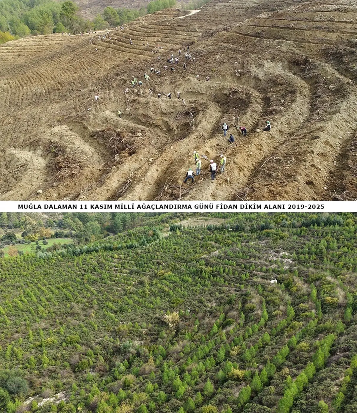 Dalaman'da Orman Yangını Sonrası Yeniden Yeşeren Alanlar