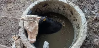 Hatay'da İtfaiye Ekibi Kuyuya Düşen İneği Kurtardı