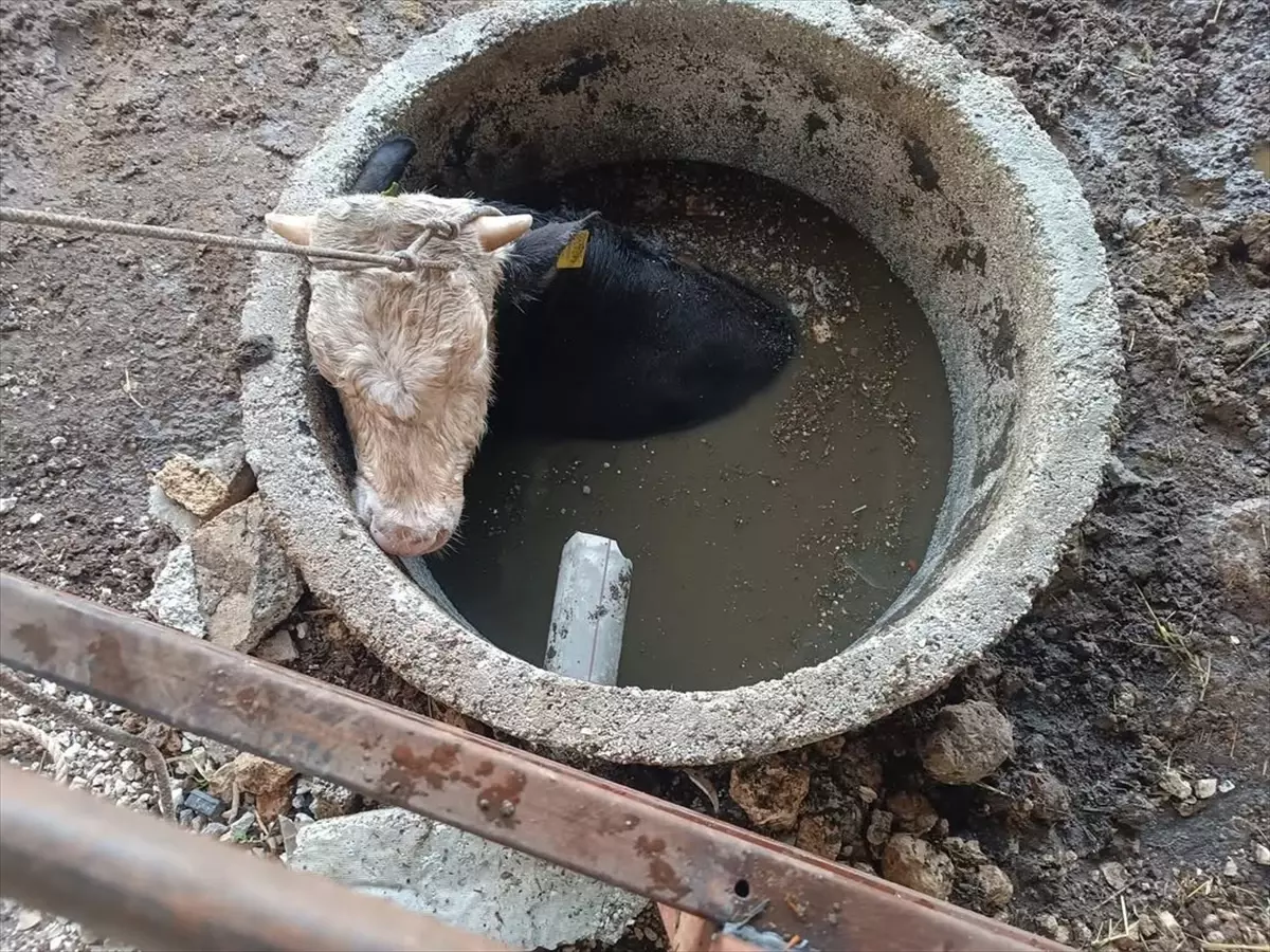 Hatay'da İtfaiye Ekibi Kuyuya Düşen İneği Kurtardı