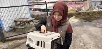 Zonguldak'ta Yorgun Mermi İle Yaralanan Kedi Sağlığına Kavuştu