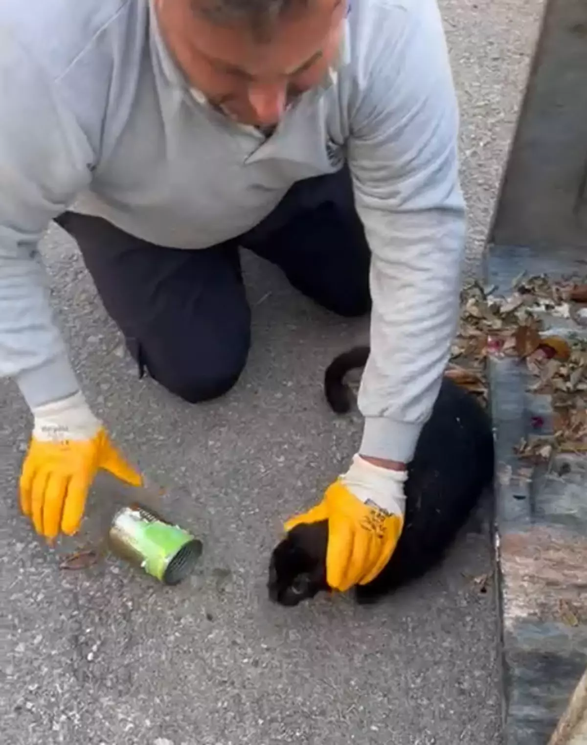 Bodrum'da Konserve Kutusuna Sıkışan Kedi Kurtarıldı